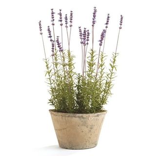 French Lavender Potted 21