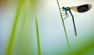 A banded demoiselle damselfly hanging on to a blade of grass