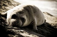 Elephant Seal