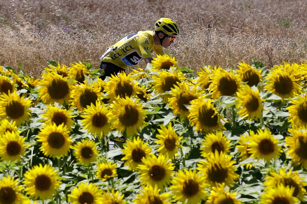 Chris Froome rides among the sunflowers during the 2016 Tour de France.