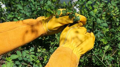 the best gardening gloves: Acdyion