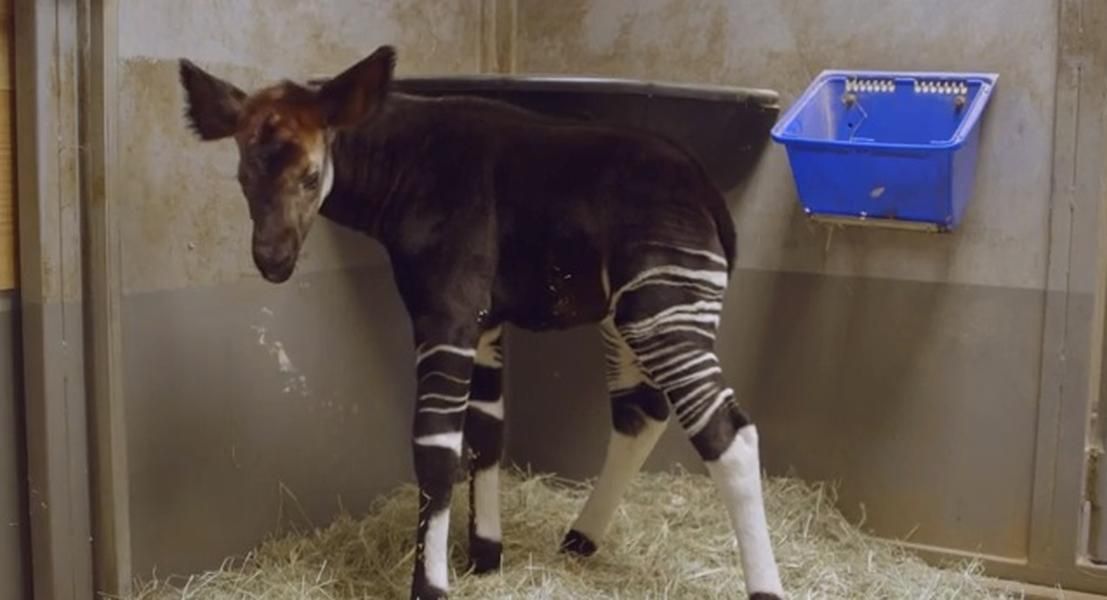 Watch this adorable okapi get used to being on four legs