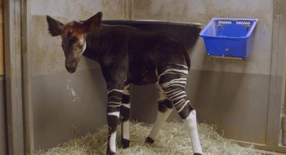 Watch this adorable okapi get used to being on four legs
