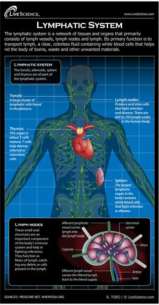 Infographic: How the human body's lymphatic system works.