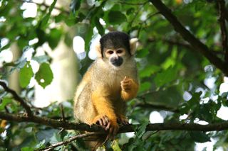 Zoo break-in 'odd' no illegal monkey market in NZ - WWF