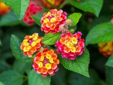 pink and yellow lantana flowers