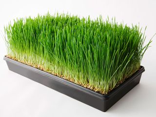 Wheatgrass