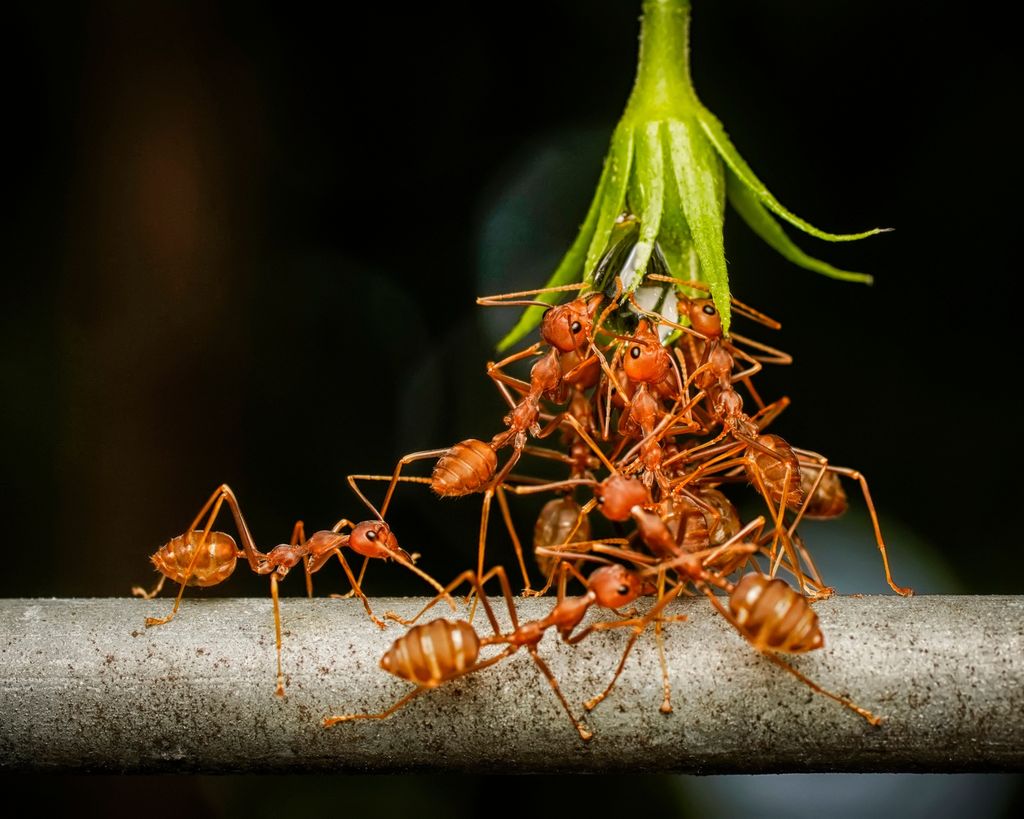 How to kill red ants | Real Homes