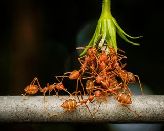 Close-up of ants on stem, Pulau Pinang, Malaysia