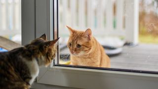 Two cats peering at each other through closed glass door