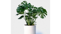 Monstera deliciosa