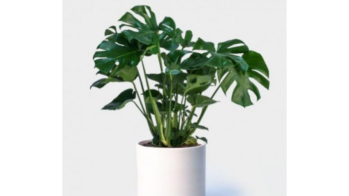 Best houseplants to brighten your home
