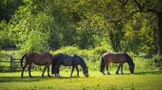 Horses can get atypical myopathy from eating sycamore seedlings