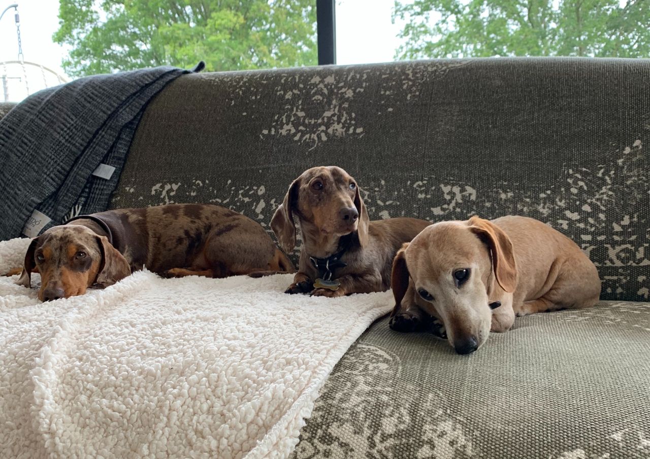 A series of photographs showing a small group of dachshunds resting and spending time together in domestic settings &mdash; lounging on sofas and blankets, curled up asleep in patches of sunlight, sitting in the open boot of a car, and standing beside a decorated Christmas tree wearing festive collars. The dogs appear in different coat colours and patterns, including smooth and dapple, pictured indoors and at home in relaxed, companionable scenes.
