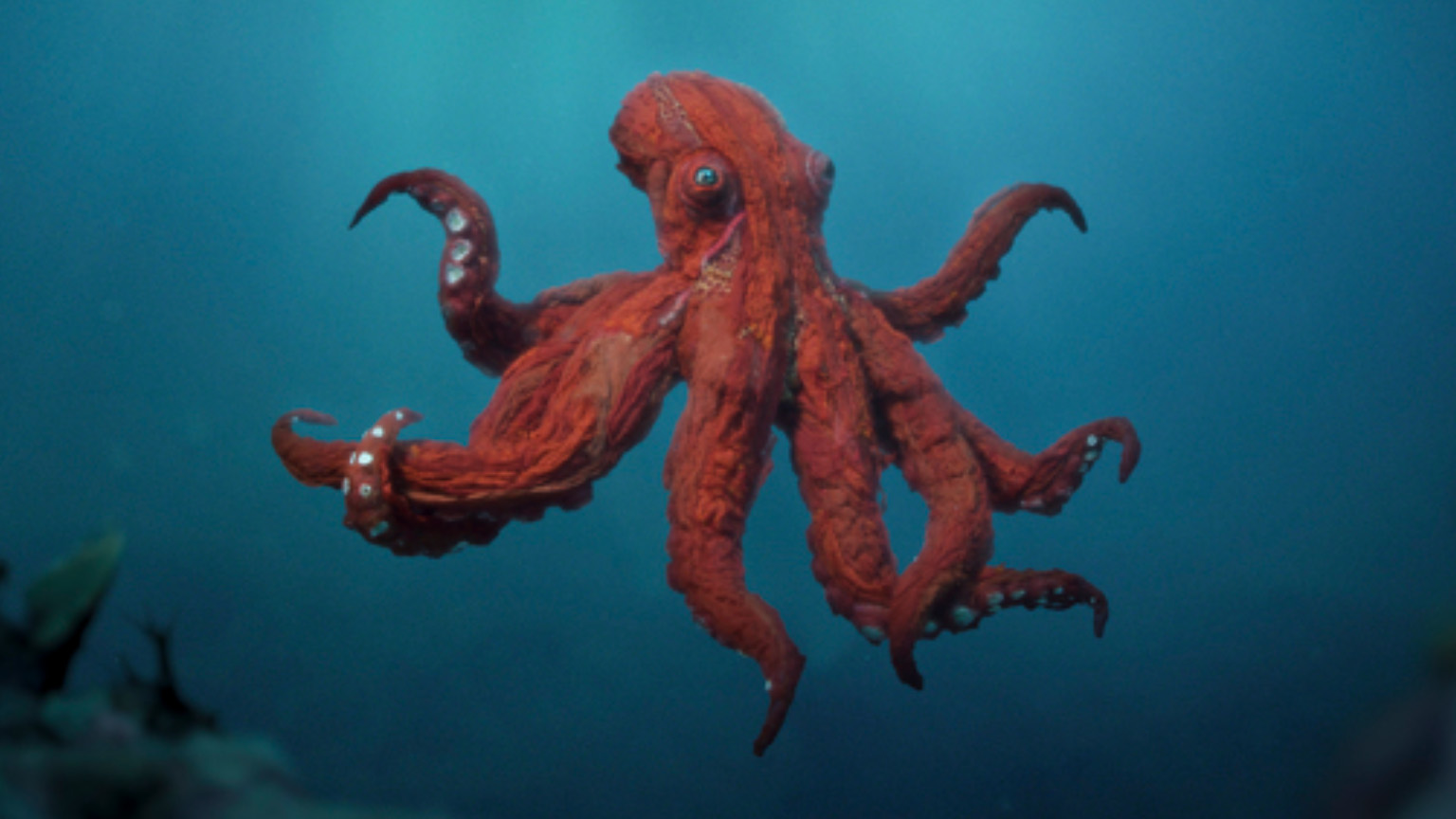An octopus in the sea in Octopus!