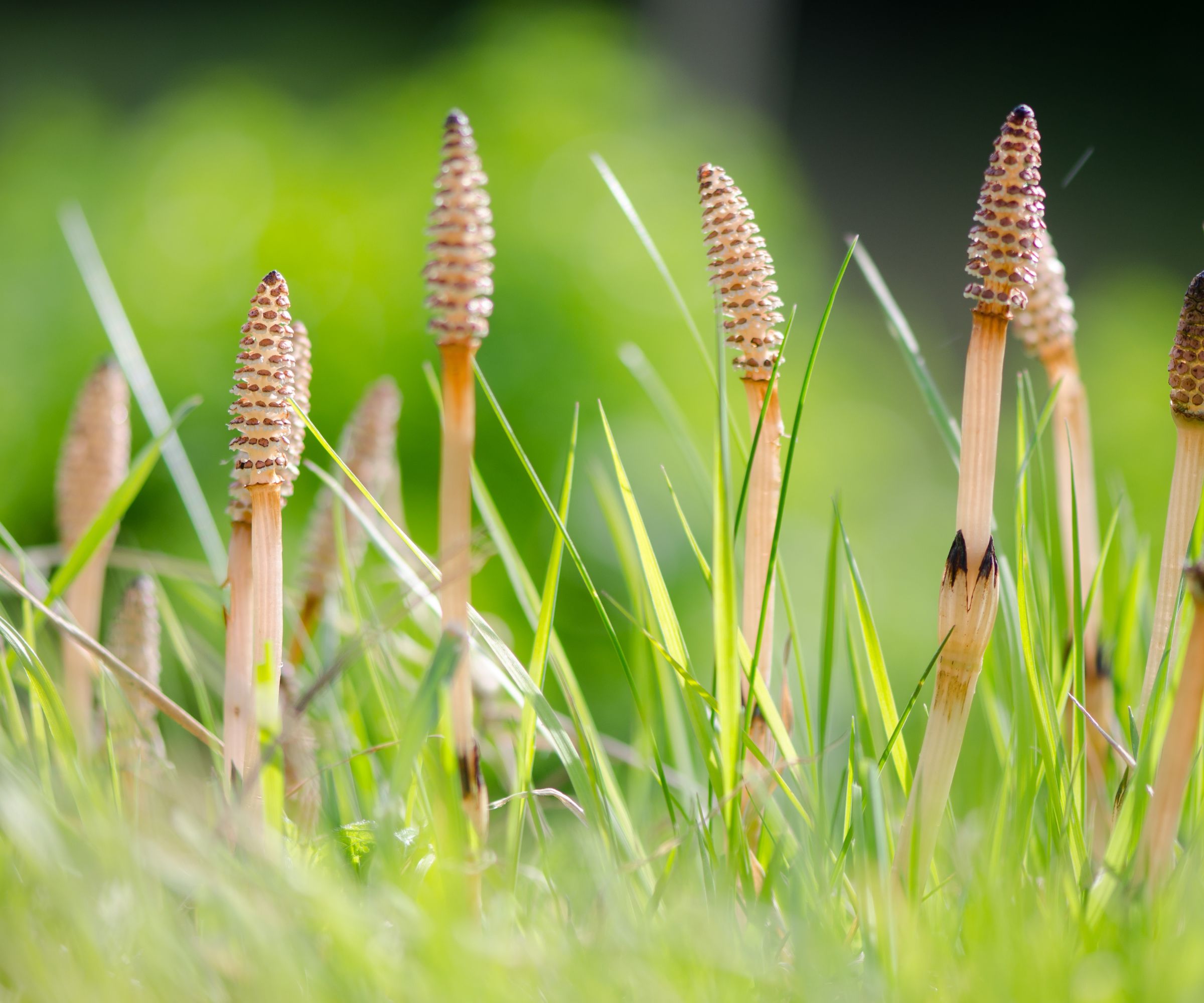 Fertile shoots of field horsetail weeds growing in grass