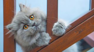 Blue Persian kitten peeking through stair railing