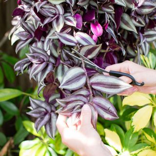 Hands clipping purple inch houseplant for propagation with scissors