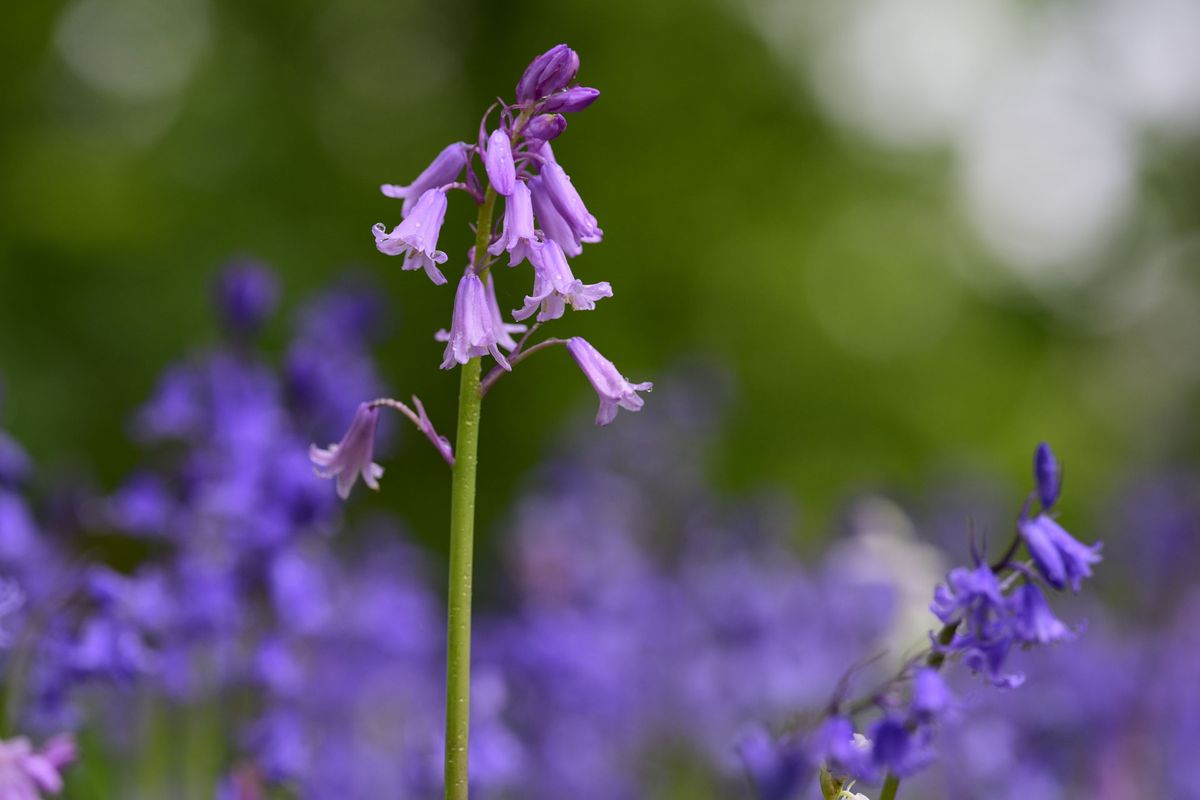 Nikon Z 70-200mm f/2.8 VR S II image gallery: closeup of bluebells in front of dappled light