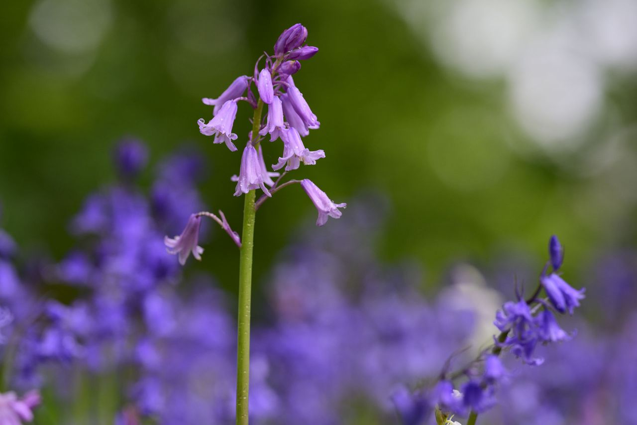 Nikon Z 70-200mm f/2.8 VR S II image gallery: closeup of bluebells in front of dappled light