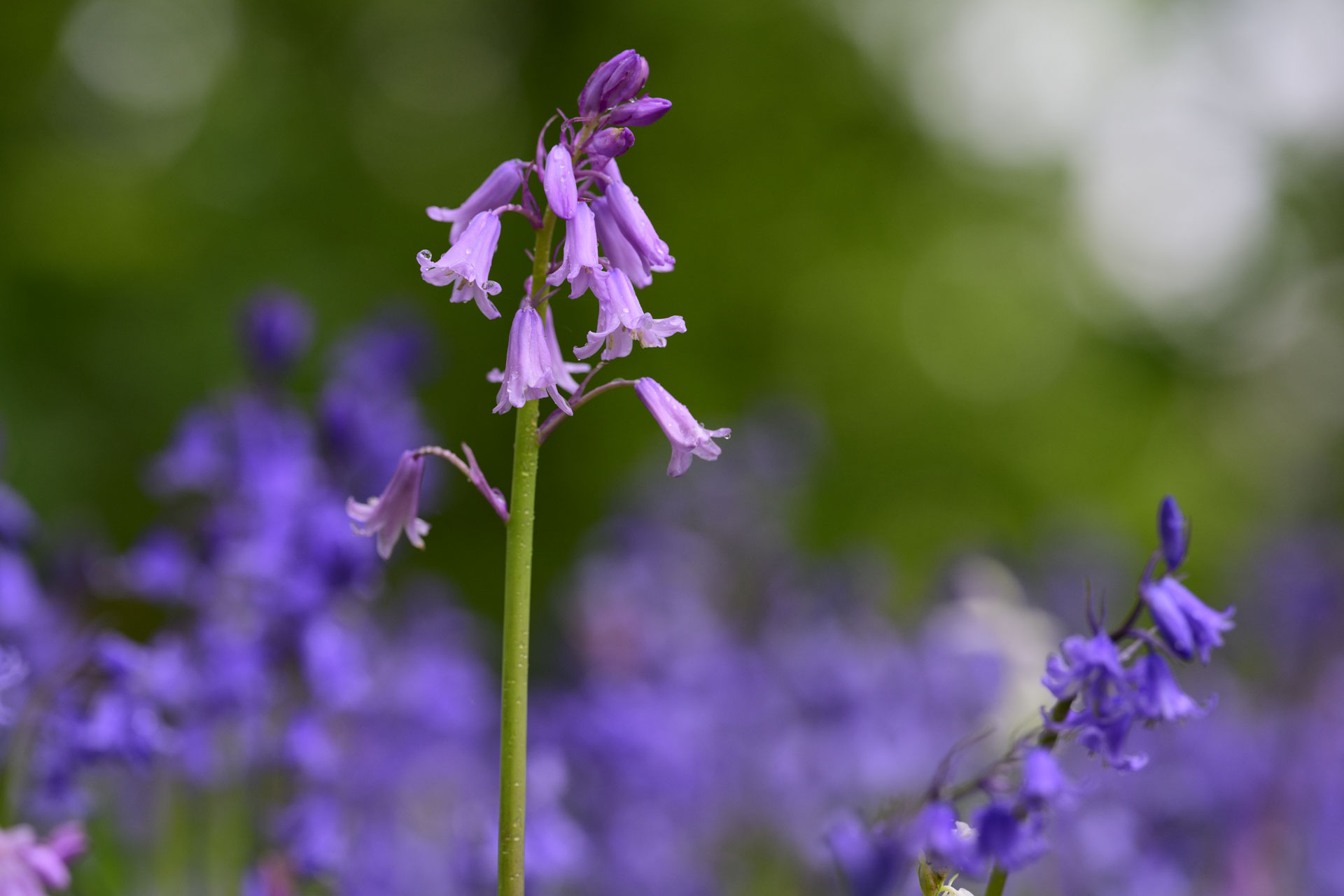 Nikon Z 70-200mm f/2.8 VR S II image gallery: closeup of bluebells in front of dappled light