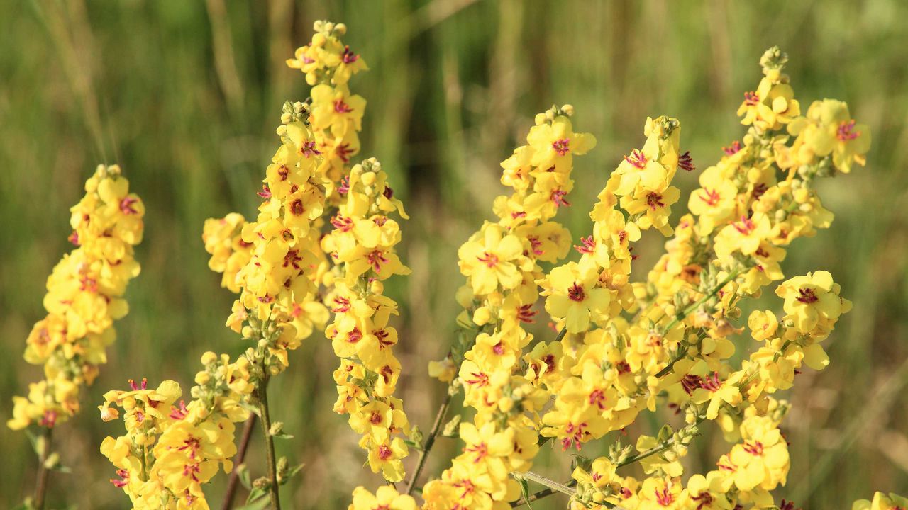 verbascum 