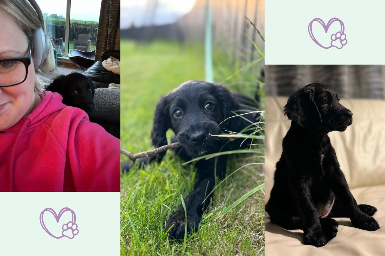 Three images of our writer&#039;s new puppy which has helped her to start walking 10,000 steps per day