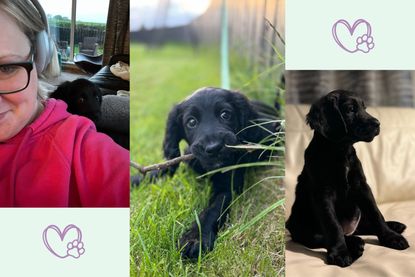 Three images of our writer's new puppy which has helped her to start walking 10,000 steps per day