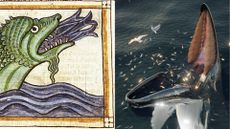 Left image shows a drawing of a sea monster depicted in light green and sticking its head out of the water to gobble up fish. The right image shows a digital illustration of a whale eating in a similar way.