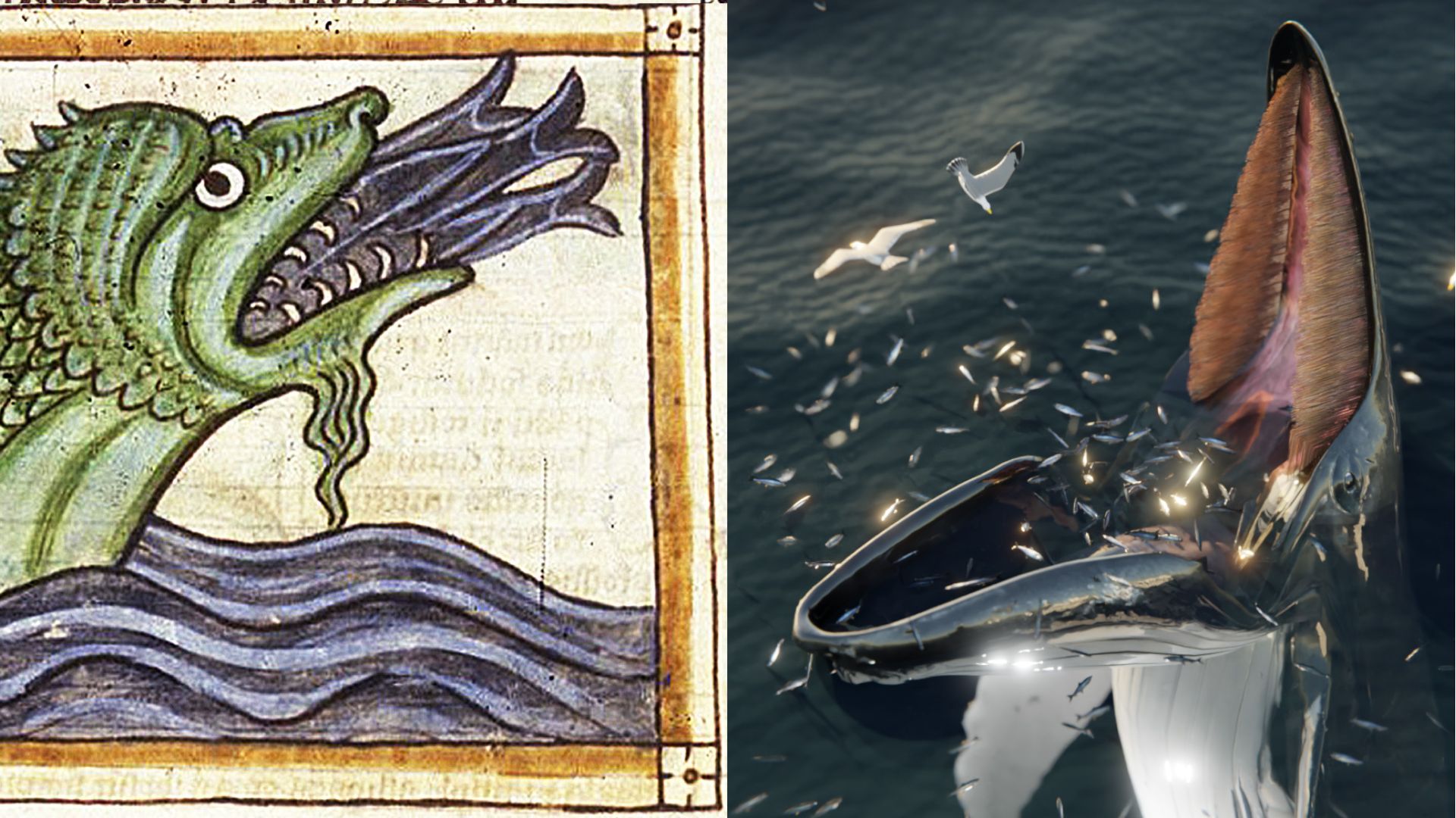 Terrifying sea monster 'hafgufa' described in medieval Norse manuscripts is  actually a whale | Live Science