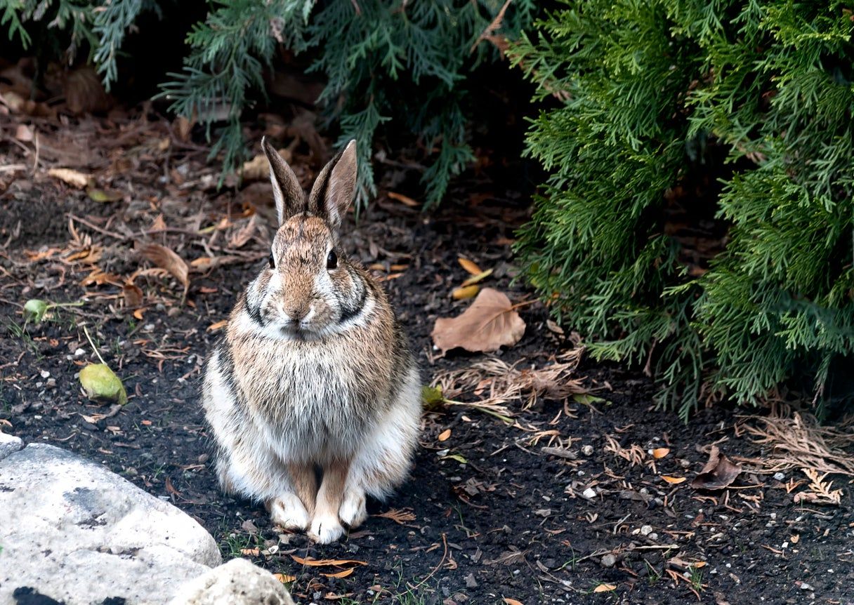 Rabbit Next To Plants