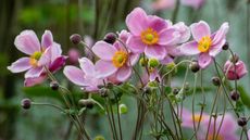 Japanese anemone pink blooms