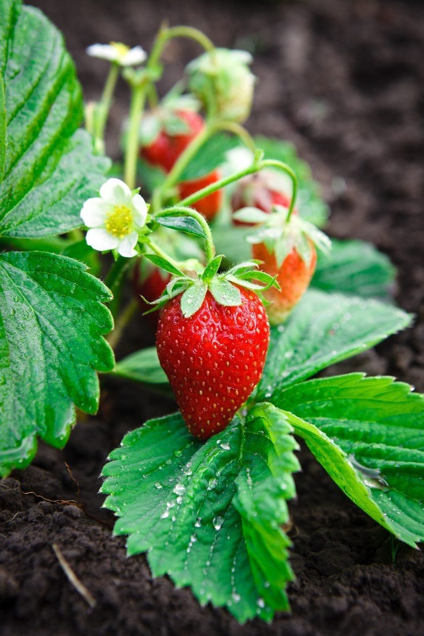 Tiny White Flowers On Strawberry Plants