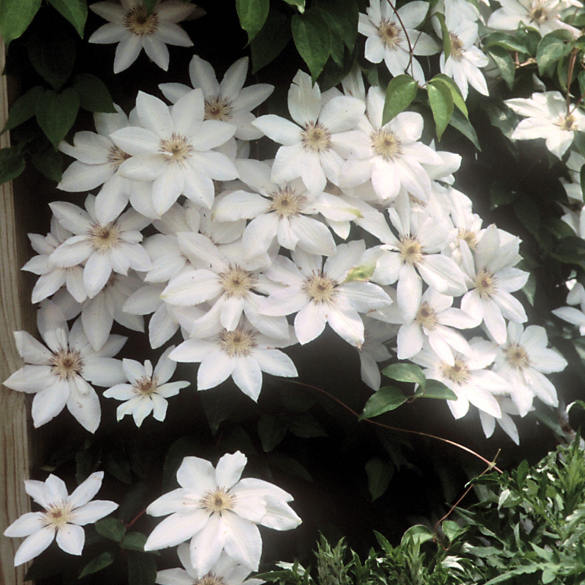 Henryi (white) Clematis Plant
