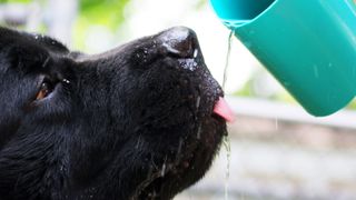 Newfoundland drinking water from a jug