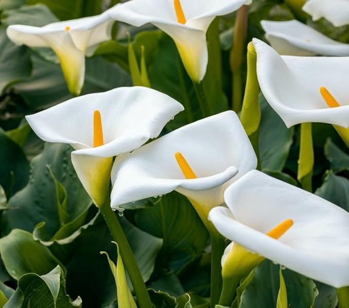 White Calla Lily Bulbs for Planting