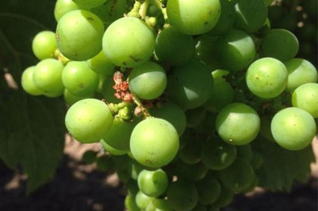 Bordeaux-2015-white-grapes-newsletter.jpg