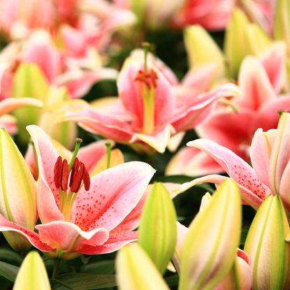 peach and gold flowering Oriental lilies
