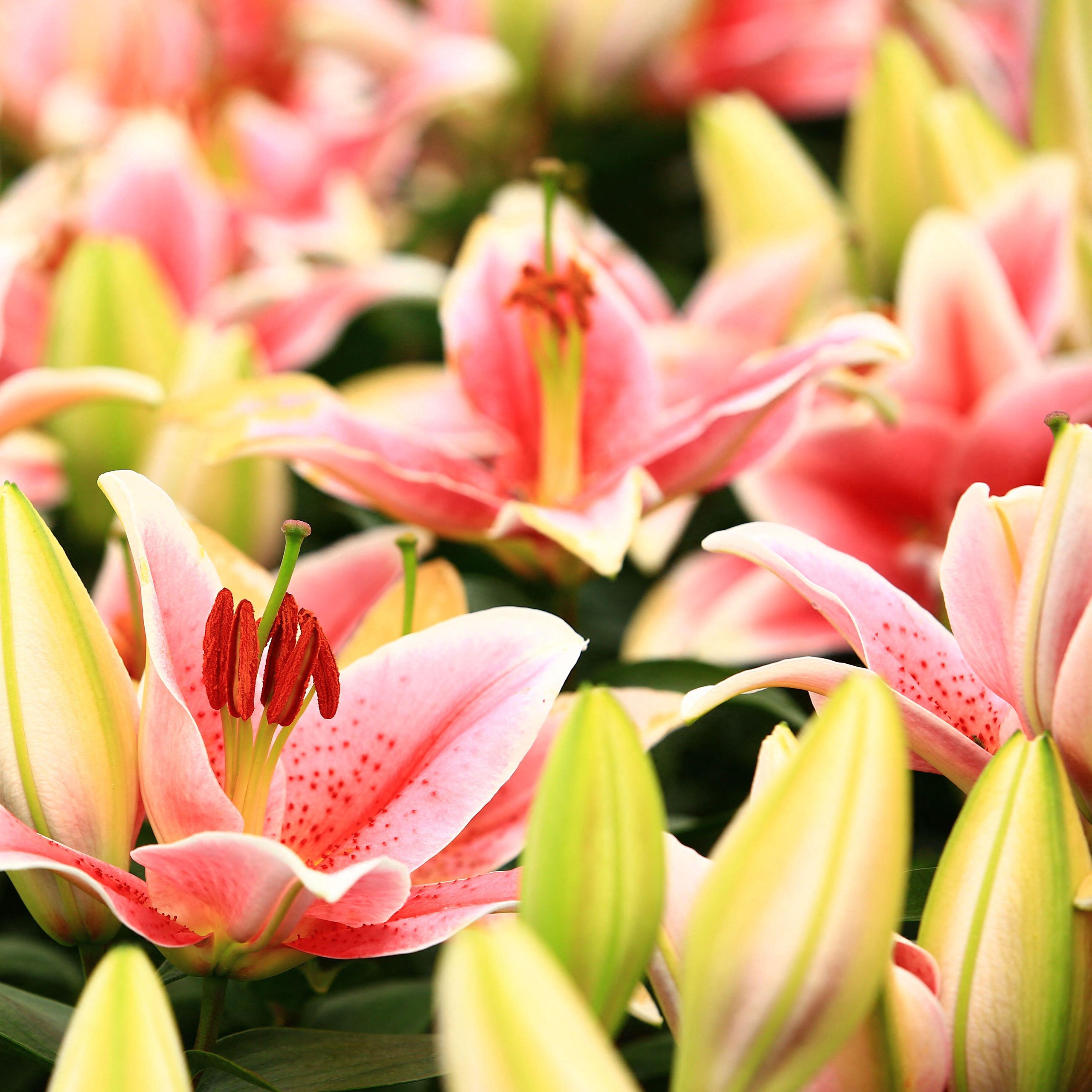 peach and gold flowering Oriental lilies