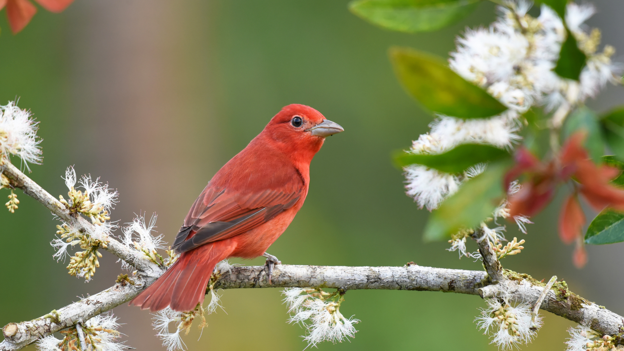 Birds of Costa Rica: Male Summer Tanager (Piranga rubra)
