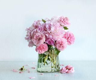 Pink peonies in clear glass vase, with petals dropping on the table below