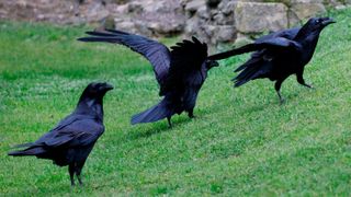 Ravens roam in the grounds after being fed at the Tower of London