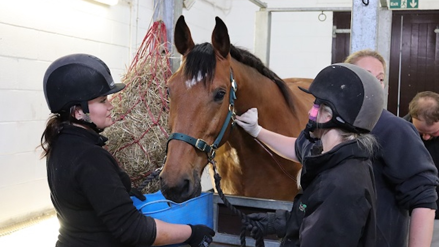 A horse resident at Redwings has saved the life of an ill pony with a blood transfusion