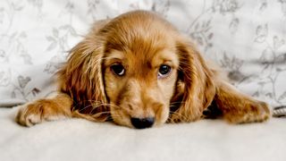 Cocker Spaniel lying on bed looking at camera