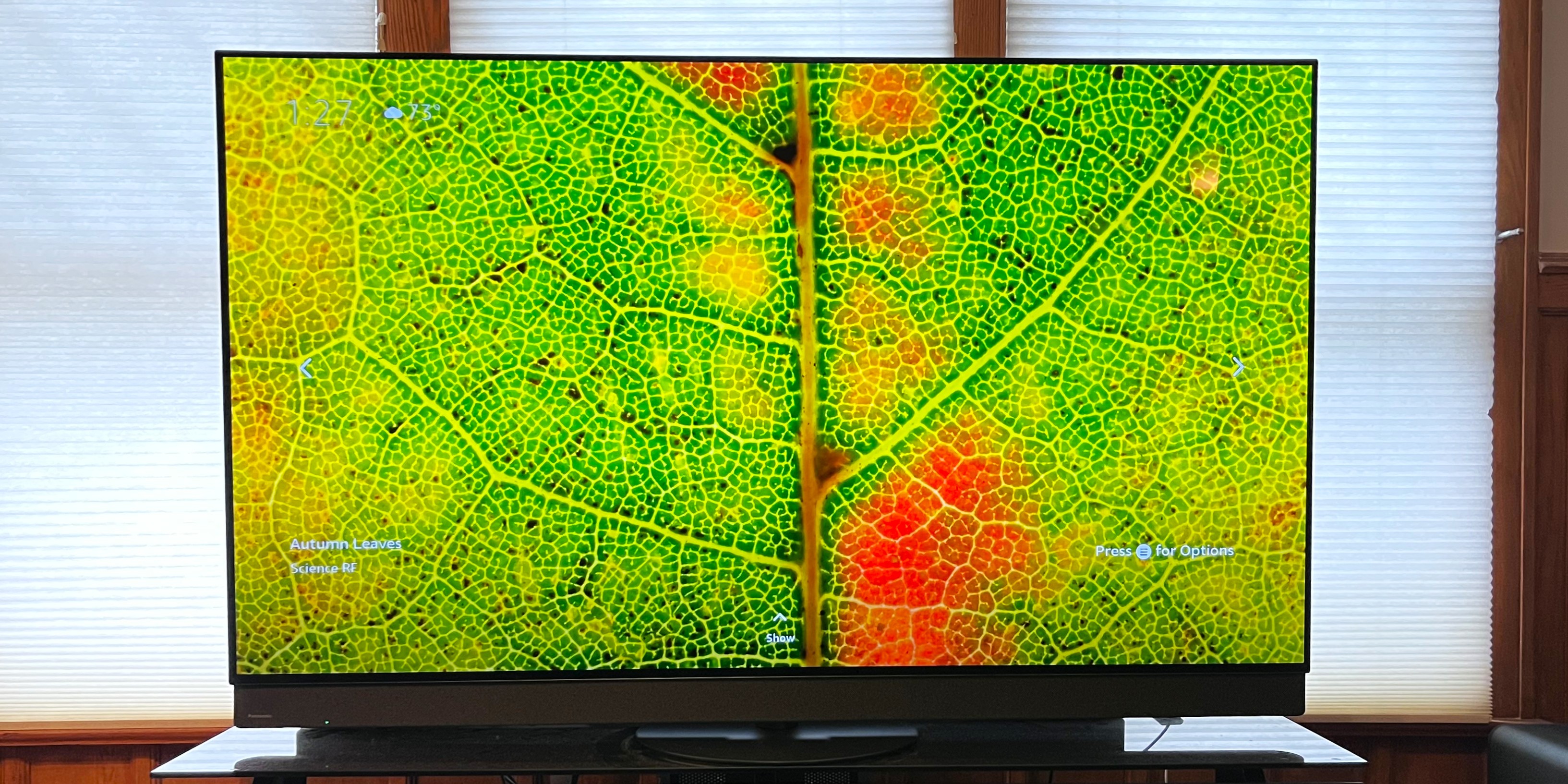 Panasonic z95b on table showing image of leaf