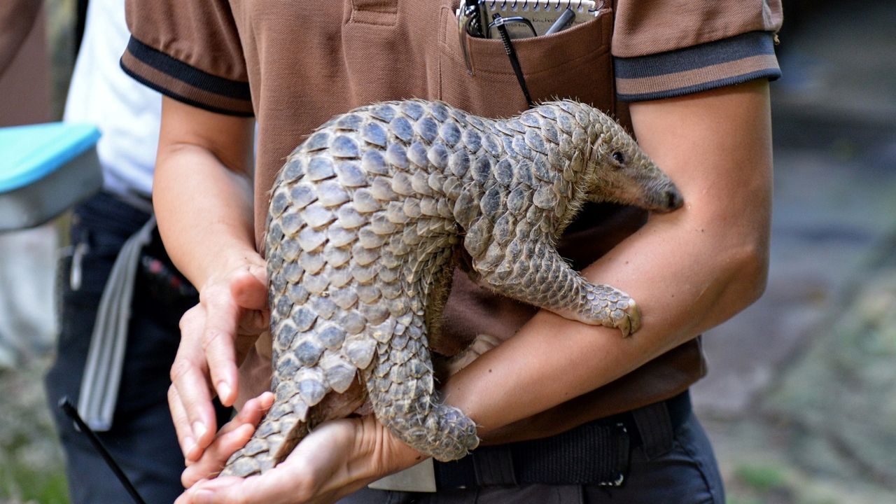 A baby Sunda pangolin nicknamed 'Sandshrew' at the Singapore Zoo 2017.