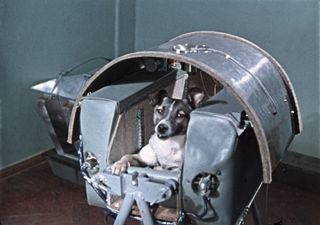 Laika in the Sputnik 2 capsule before launch in 1957.