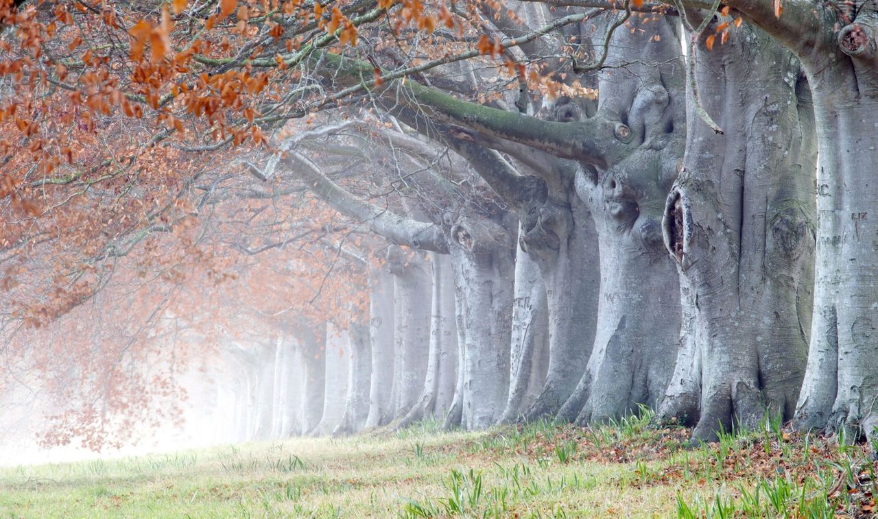 Where the mists of Camelot still drift: the great Kingston Lacy beech avenue stands beneath Badbury Rings hill fort, Dorset.