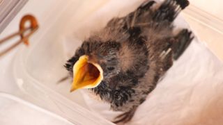 Baby bird sat in container looking up at camera with mouth open
