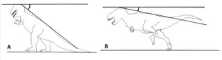 Sketches of the two extreme reconstructed postures of T. rex, wrong and right, showing how the researchers measured the spinal angle of student drawings.